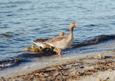 Gänsefamilie kommt aus der Müritz.